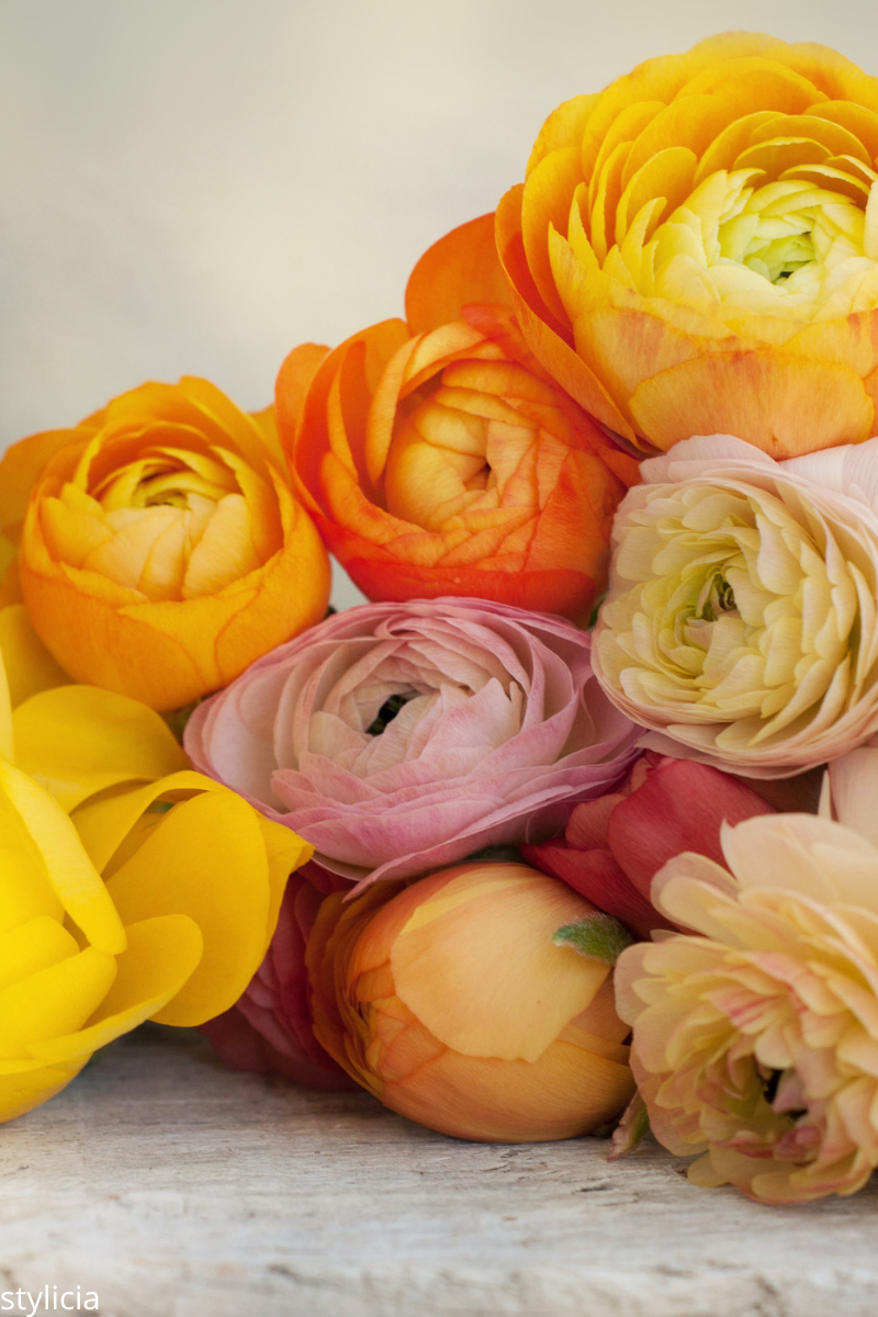 Bright ranunculus flowers in yellow, orange, and pink shades, highlighting vibrant citrus wedding color trends for a fun celebration.