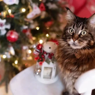 cat-friendly-christmas-tree cat-friendly-christmas-tree