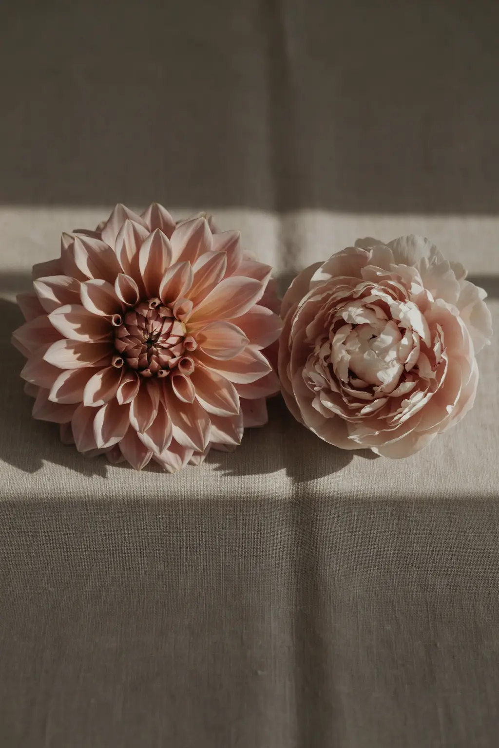 Fall wedding flowers compared: a cafe au lait dahlia beside a blush peony, nearly identical in size and ruffle