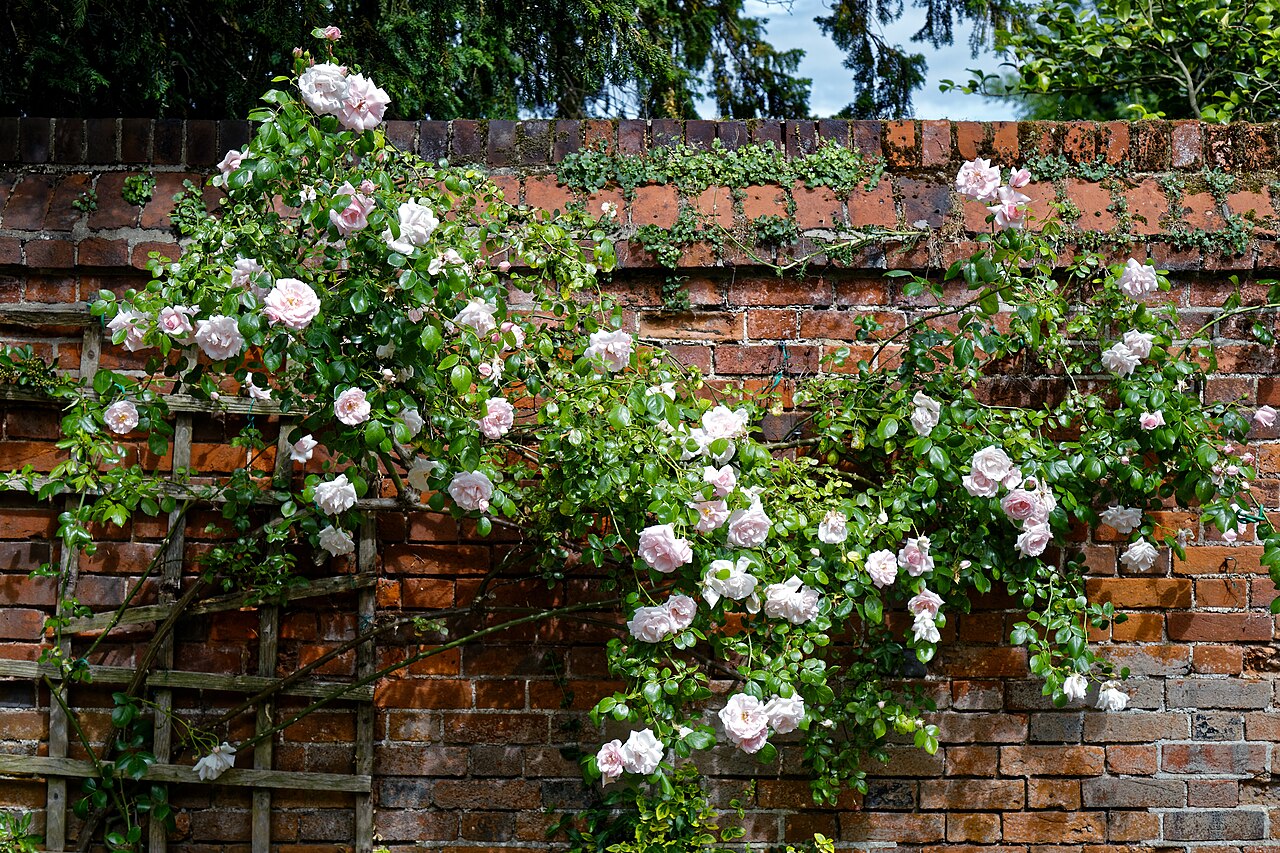 spring front garden ideas — pink climbing rose trained on trellis against brick house wall