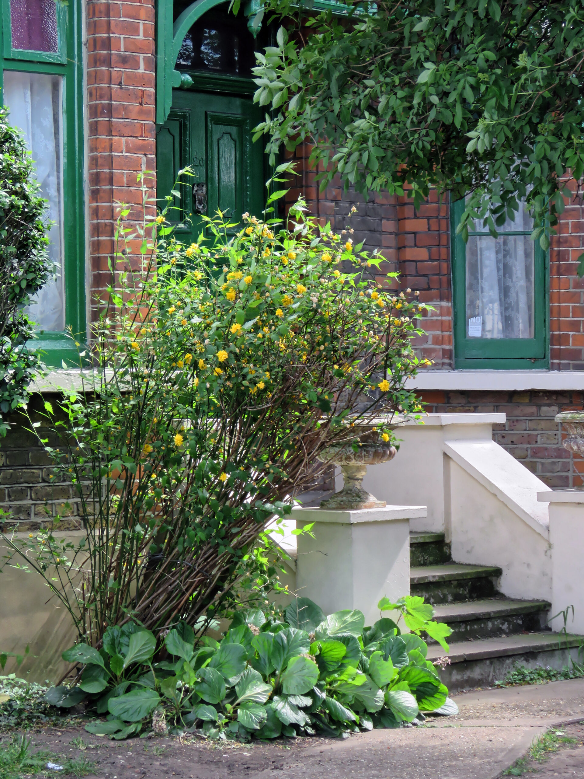 spring front garden ideas — classic English front door with green woodwork and climbing plants