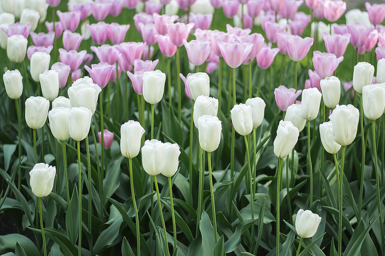spring front garden ideas — colorful tulips and spring flowers add instant kerb appeal