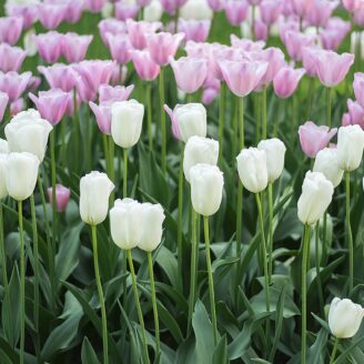 spring-front-garden-ideas-spring-tulips